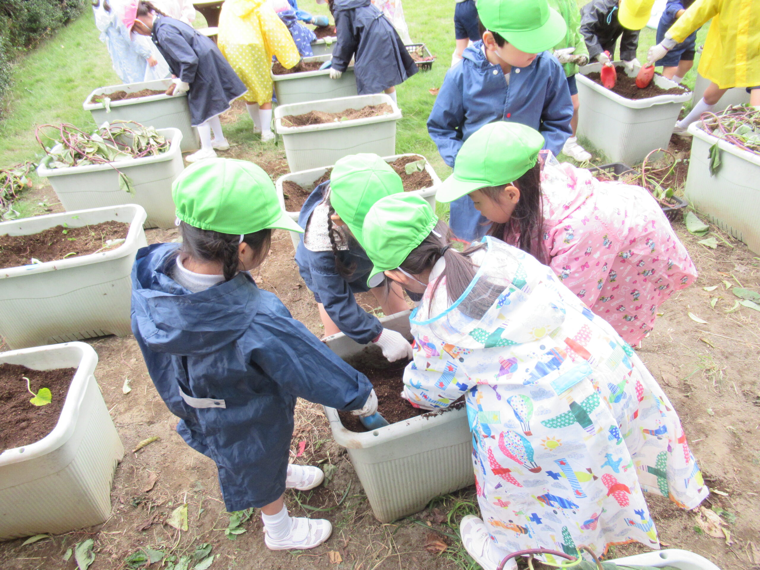 さつまいもほり