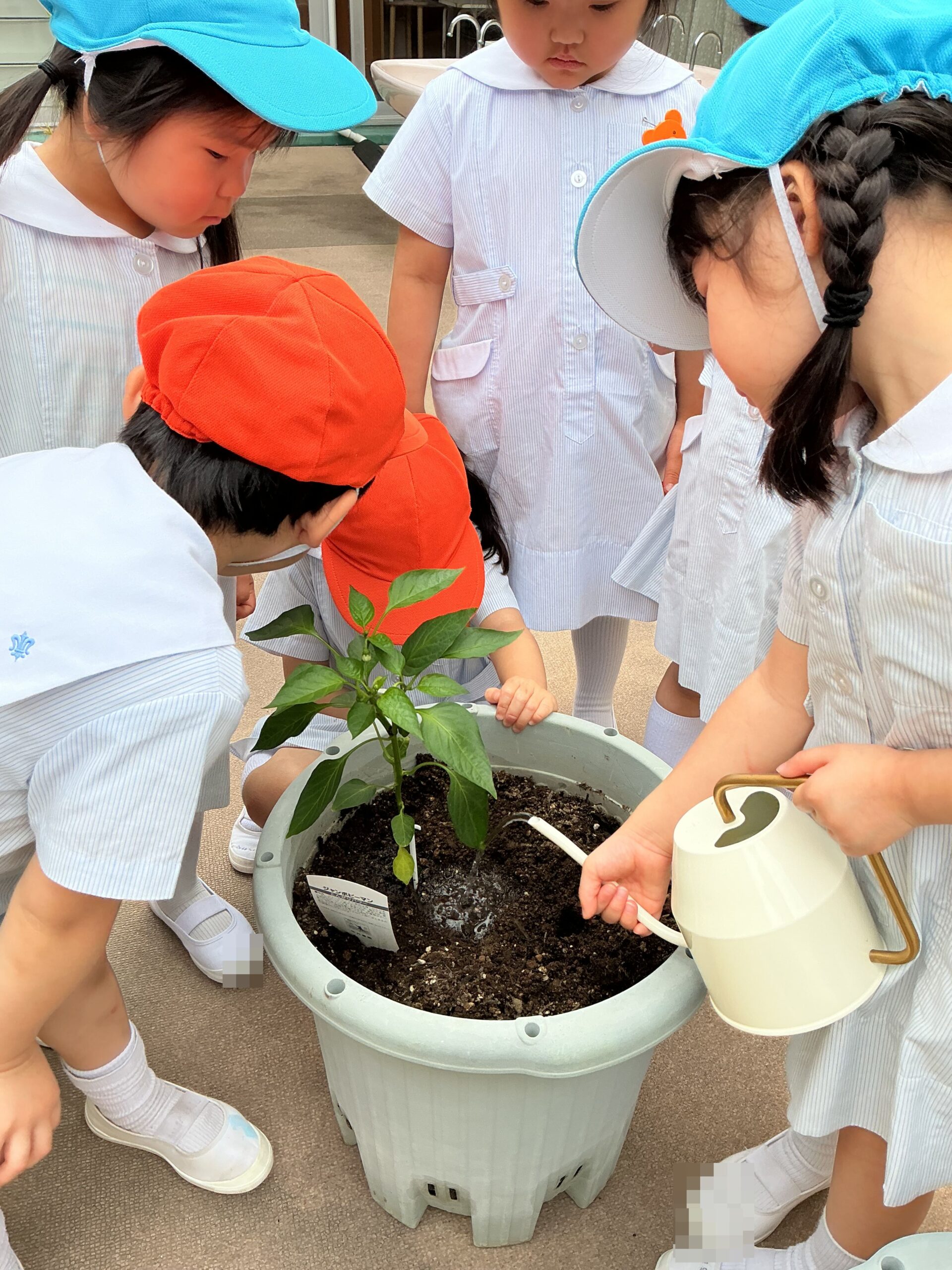 野菜の苗植え