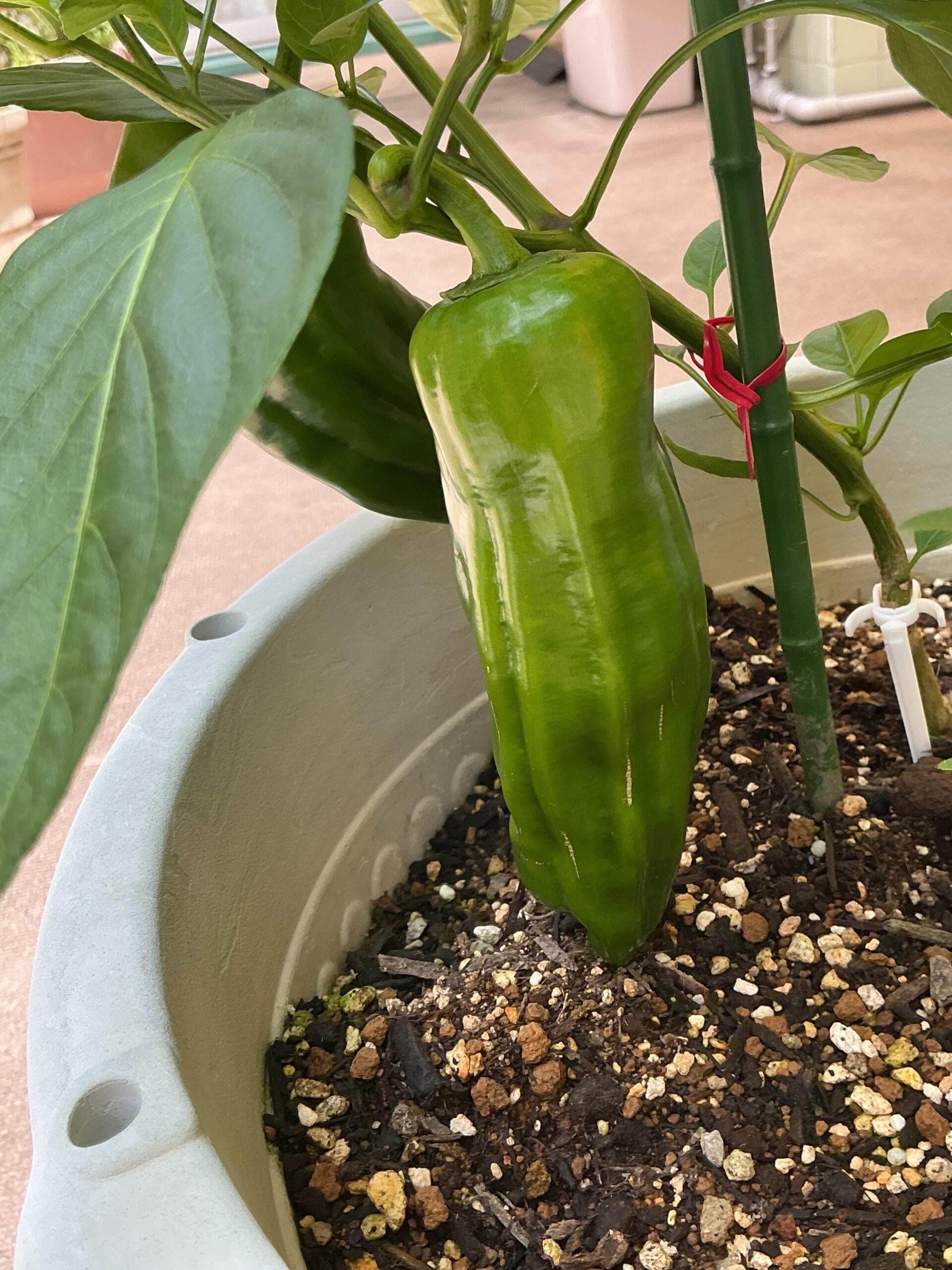 夏野菜